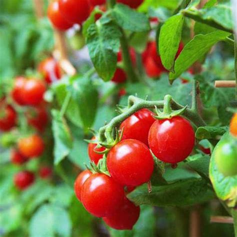 Tomato Seeds Online – Hybrid & Heirloom, High Yield — Nurserylive