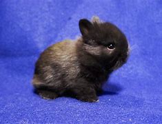 Image result for Baby Bunny Bellies Plant