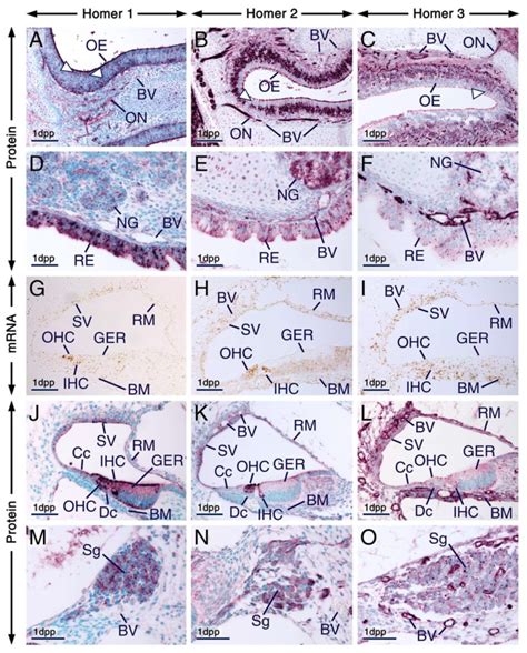 Distinct and Overlapping Expression Patterns of the Homer Family of ...