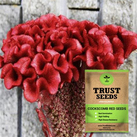 Buy Cockscomb Seeds Online | Best Cockscomb Seeds in India-TrustBasket