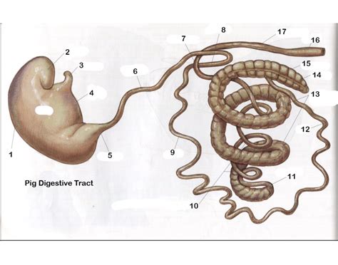 pig digestive tract Quiz