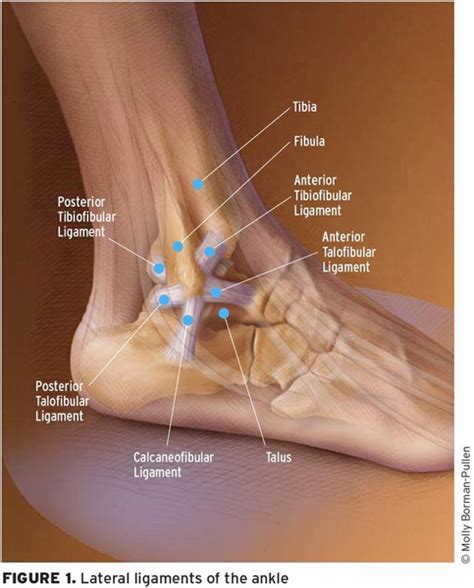 Gale Academic OneFile - Document - Ankle sprains: treating to prevent ...