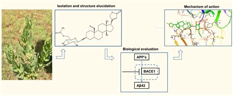 A Novel Cardenolide Glycoside Isolated from Xysmalobium undulatum ...