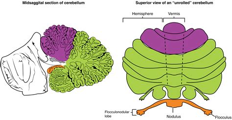 12.4: Brain- Diencephalon, Brainstem, Cerebellum and Limbic System ...