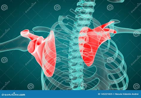 Anatomia Umana Della Scapola Del Sistema Di Scheletro Illustrazione di ...