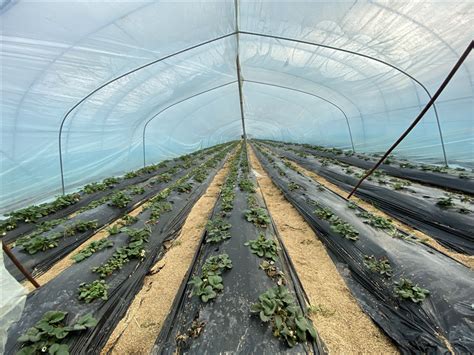 种植基地 - 种植基地 - 盐城惠泽农业科技有限公司