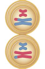 Biologia - Cecie Starr - Sotto le querce