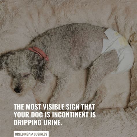 Dog Incontinence – Causes, Solutions, Prevention & FAQ