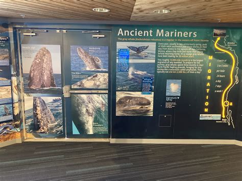 Whale Watching at PVIC – Los Serenos de Point Vicente