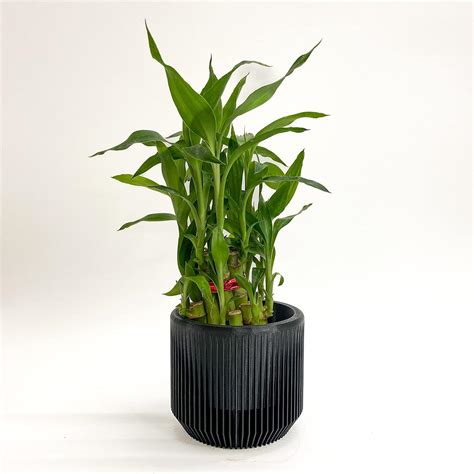 Modern Indoor Planter - Rome - Living Room, Dining Table, Centre Table ...