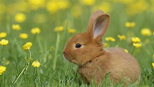 Image result for Tradescanthia Baby Bunnys