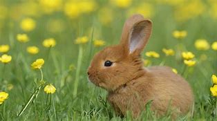 Image result for 5 Things About Bunnies