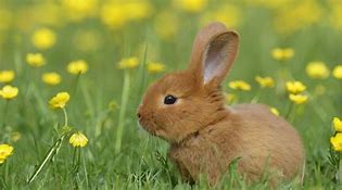 Image result for Brown and White Bunny Had 4 Baby Bunnies