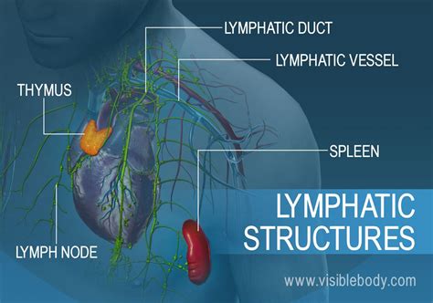 Lymphatic System Overview 的图像结果