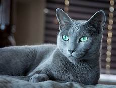 blue cats 9 best images about russian blue cats on blue cats 9 best images about russian blue cats on