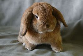 Image result for Holland Lop Bunnies Fat