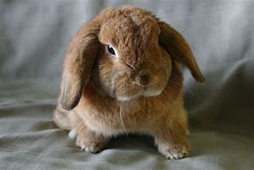 Image result for Pet Rabbit Care