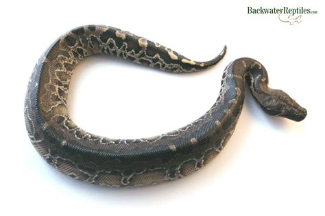 Image result for Black Blood Python