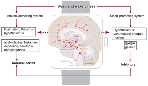 Sleep in Disorders of Consciousness: A Brief Overview on a Still under ...