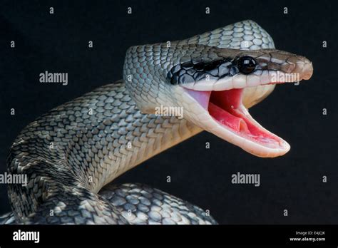 Serpiente Mordiendo Fotos e Imágenes de stock - Alamy