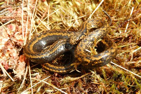 Tachymenoides harrisonfordi: New snake species found in Peru named ...