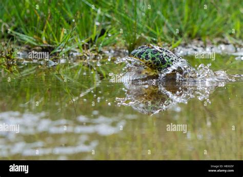 Image result for Frog Jumping Position