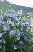 Image result for Blue Chiffon Rose of Sharon