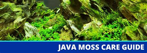 Java Moss Care Guide 的图像结果