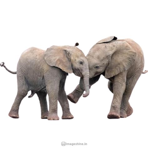 Animal PNG Images With Transparent Background HD free Download