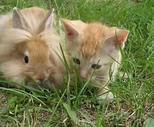 Image result for Matching Cats and Bunny