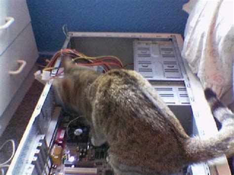 Image result for Cat Fixing Computer