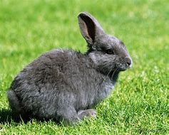 Image result for A Whole Family of Grey Bunnies