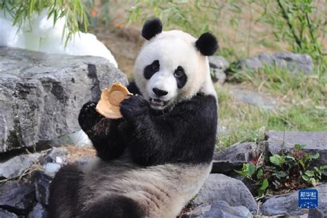 大熊猫这么宝贵，为什么没人去偷呢？一共3点，最后1点连土豪都怕_国宝