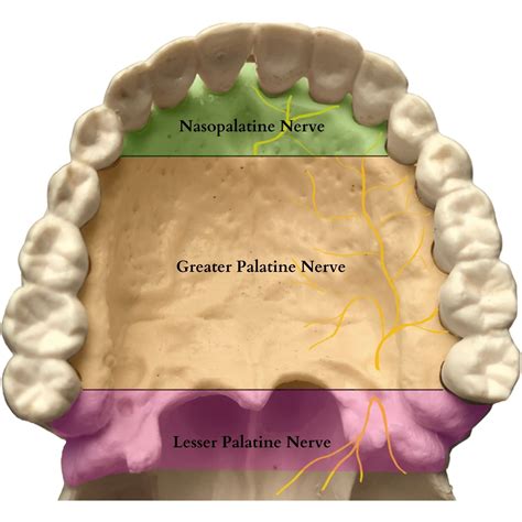 Pediatric Palatal Block — BABY BLOCKS