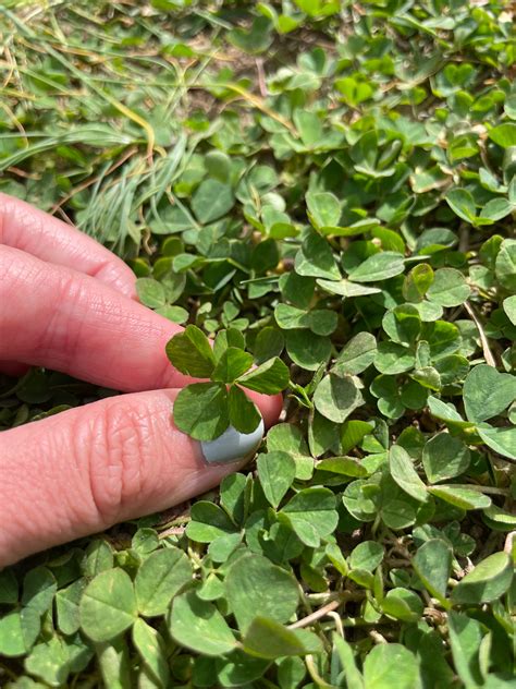Montclair Boy Finds Rare, 6-Leaf Clover In His Backyard | Montclair, NJ ...