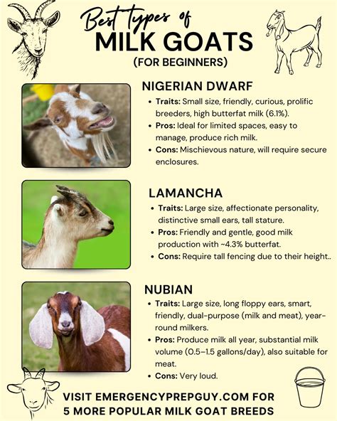 Milk Goat Breeds - The Ultimate Guide