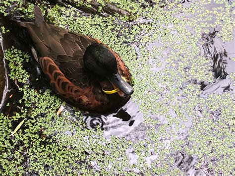 Recycle For Wildlife | Wildlife Victoria
