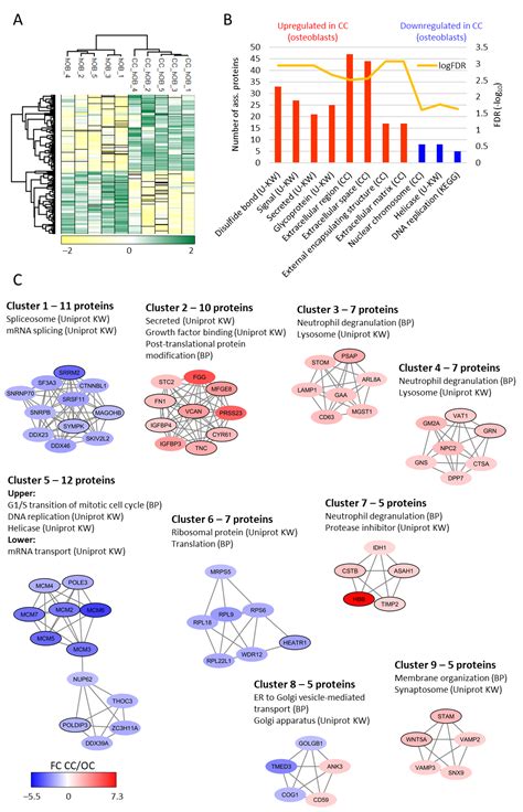 Proteomic Comparison of Bone Marrow Derived Osteoblasts and Mesenchymal ...