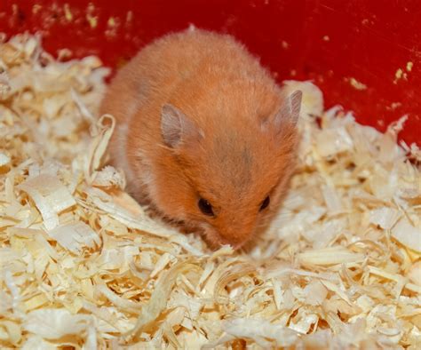 Can Hamsters Eat Bananas? 5 Healthy Nutrients In Bananas