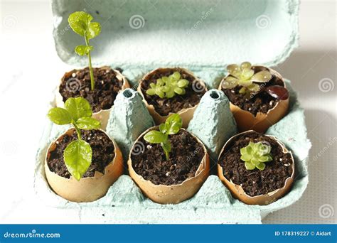 Seedling Growth in Eggshells. Lemon Tree and Succulent Plants Stock ...