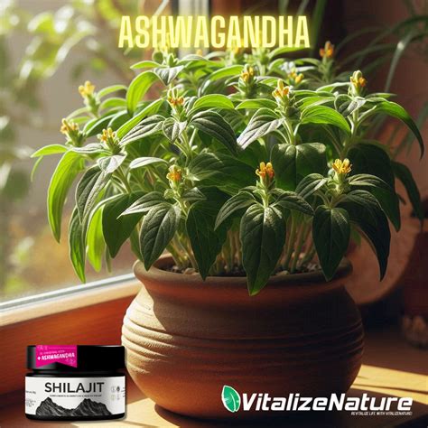 Todo lo que Necesitas Saber sobre Ashwagandha: Beneficios, Usos y Efec ...