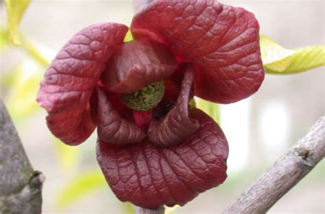 Asimina triloba - Pawpaw | Belmonte Arboretum