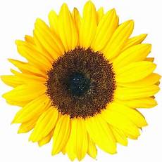 significato girasole nel linguaggio dei fiori girasoli significato significato fiori girasoli significato girasole nel linguaggio dei fiori girasoli significato significato fiori girasoli