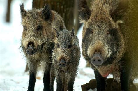屡屡致人死亡，100万头野猪泛滥中国，应该放开对野猪的捕猎吗_腾讯新闻