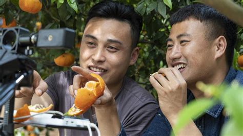 外国友人采摘、直播卖脐橙 今天的信丰好热闹_腾讯新闻