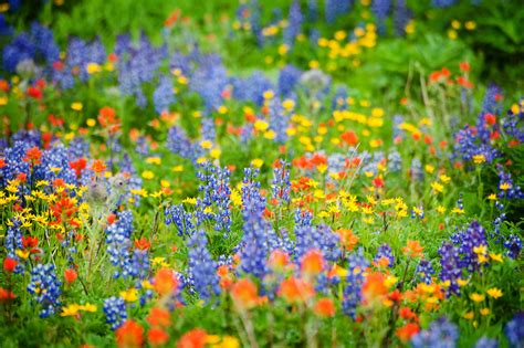 The Differences In Perennials and Wildflowers | Wild flowers, Flower ...