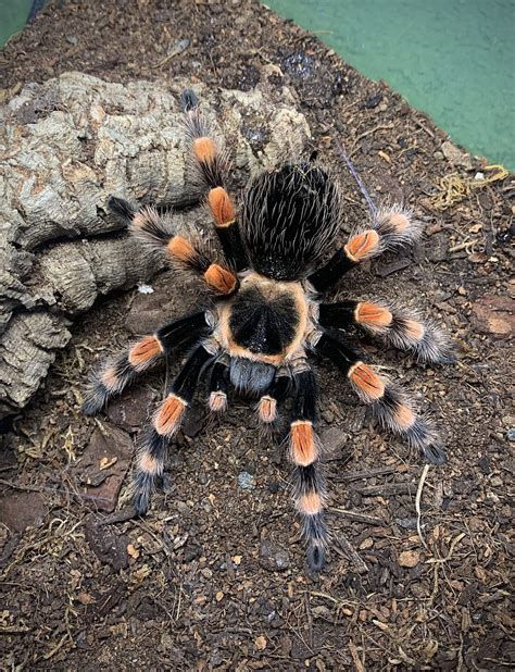 Brachypelma smithi | Arachnoboards