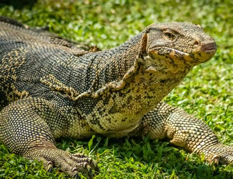 Komodo Dragon Swim 的图像结果