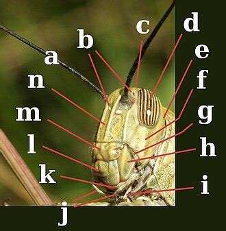 Image result for What Are Operators in Java