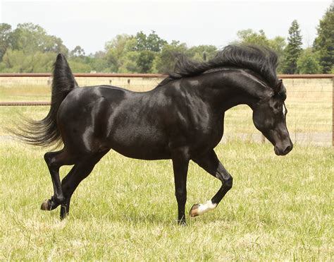 MAGICAL MANDATE -gorgeous black Arabian Stallion #ArabianHorses | Black ...